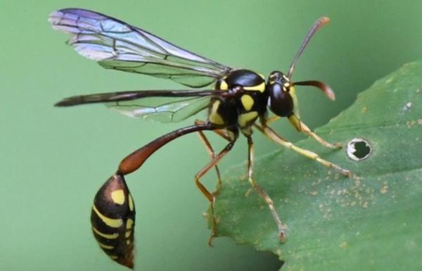 Tipos de avispas - Stenogastrinae