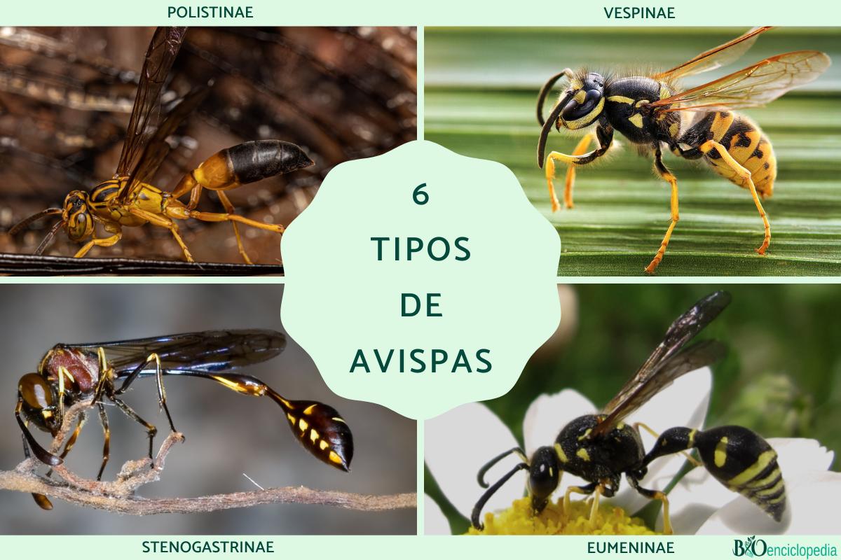 Tipos de avispas