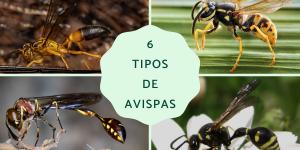 Tipos de avispas