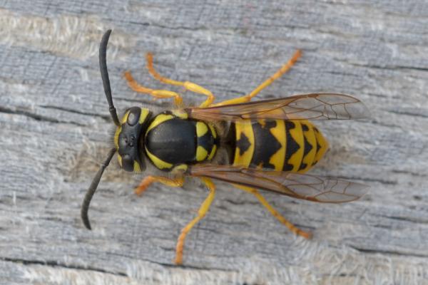 Tipos de avispas - Vespinae