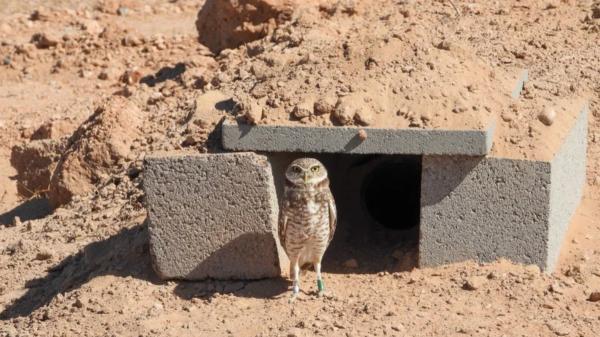 Una planta solar de Arizona recibió 19 búhos y acabó albergando unos 40: diseñaron el terreno para que energía y fauna convivieran - 19 búhos perdieron su hogar y terminaron en una planta solar de Arizona