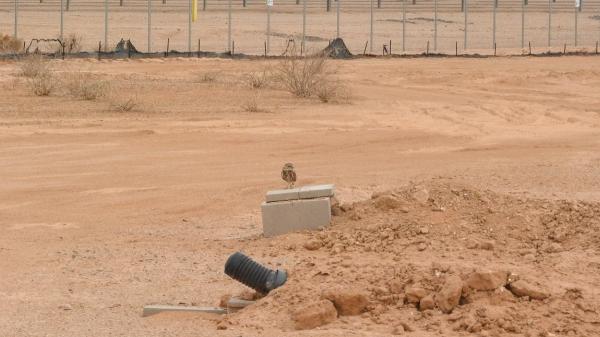 Una planta solar de Arizona recibió 19 búhos y acabó albergando unos 40: diseñaron el terreno para que energía y fauna convivieran - 40 madrigueras artificiales prepararon el terreno para recibir a los búhos