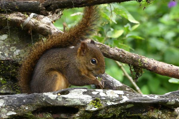 Tipos de ardillas - Ardilla boliviana (Sciurus ignitus)