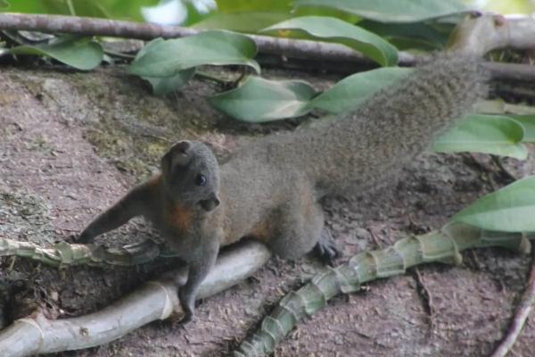 Tipos de ardillas - Ardilla de cola de caballo (Sundasciurus hippurus)