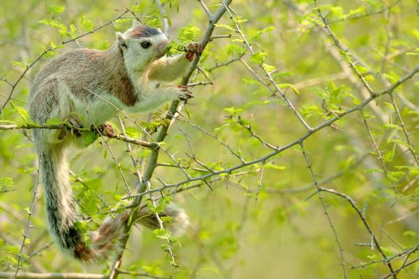 Tipos de ardillas - Ardilla gigante de Sri Lanka (Ratufa macroura)