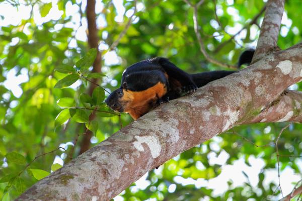 Tipos de ardillas - Ardilla gigante negra (Ratufa bicolor)