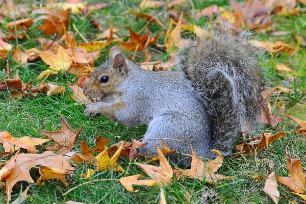 Tipos de ardillas - Ardilla gris oriental (Sciurus carolinensis)
