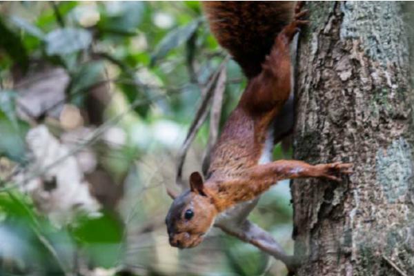 Tipos de ardillas - Ardilla roja de Junín (Sciurus pyrrhinus)