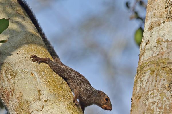 Tipos de ardillas - Ardilla solar de Gambia (Heliosciurus gambianus)