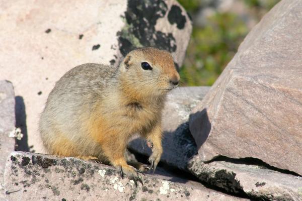 Tipos de ardillas - Ardilla terrestre ártica (Spermophilus parryii)