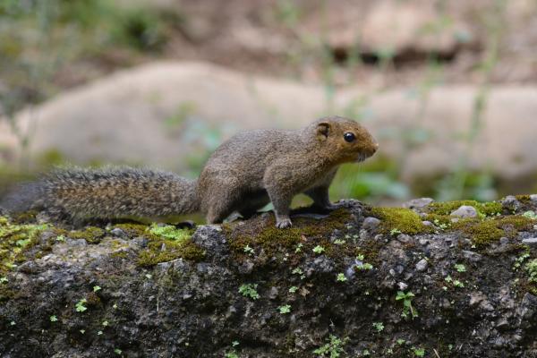 Tipos de ardillas - Ardilla tricolor (Callosciurus notatus)