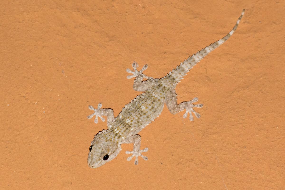 ¿Las salamanquesas son venenosas?