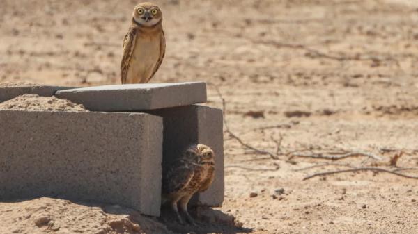 Una planta solar de Arizona recibió 19 búhos y acabó albergando unos 40: diseñaron el terreno para que energía y fauna convivieran - Los 19 búhos tuvieron 36 polluelos en su primera temporada
