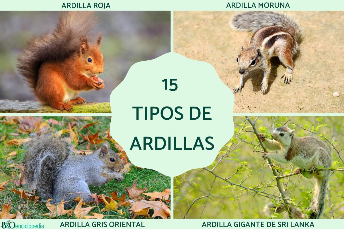 Tipos de ardillas