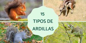 Tipos de ardillas