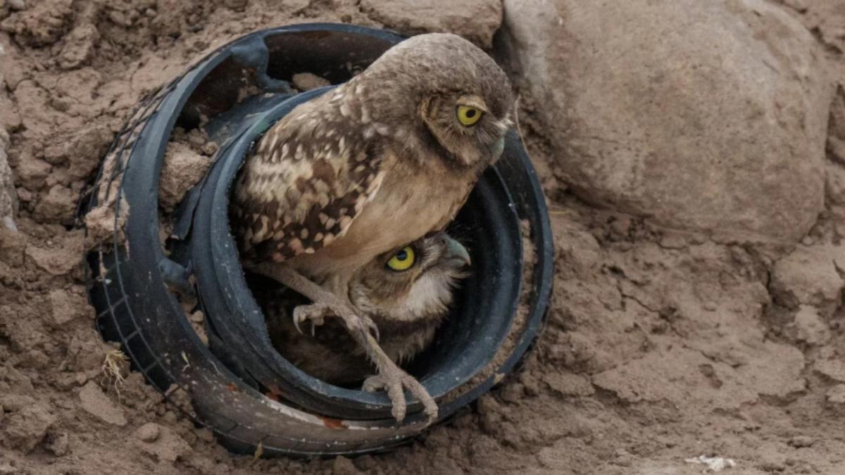 Una planta solar de Arizona recibió 19 búhos y acabó albergando unos 40: diseñaron el terreno para que energía y fauna convivieran