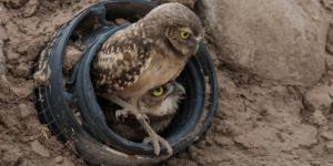 Una planta solar de Arizona recibió 19 búhos y acabó albergando unos 40: diseñaron el terreno para que energía y fauna convivieran