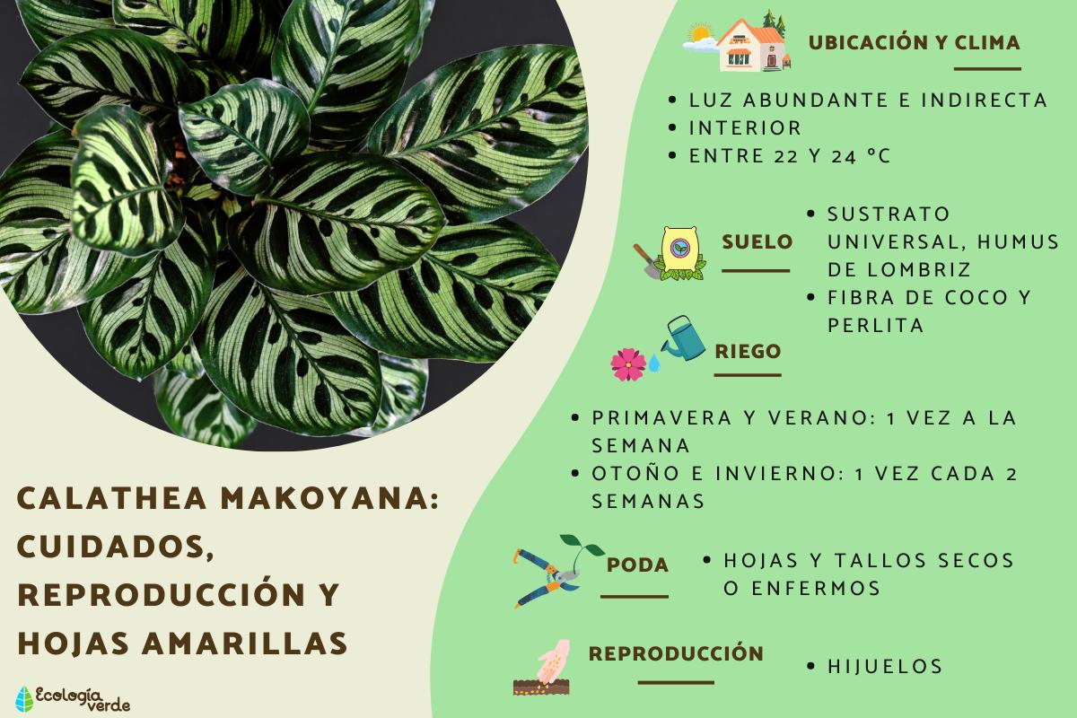 Calathea makoyana: cuidados, reproducción y hojas amarillas