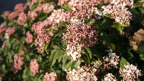 Ni geranios ni flores de temporada: la planta perenne que llena de bayas rojas el balcón en otoño y decora en Navidad - La skimmia japonesa: una planta perenne que conserva sus hojas verdes durante el invierno