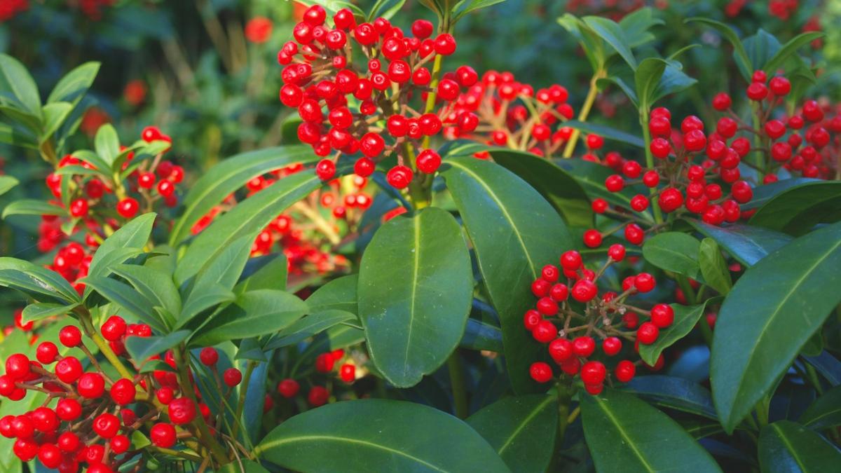 Ni geranios ni flores de temporada: la planta perenne que llena de bayas rojas el balcón en otoño y decora en Navidad