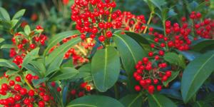 Ni geranios ni flores de temporada: la planta perenne que llena de bayas rojas el balcón en otoño y decora en Navidad