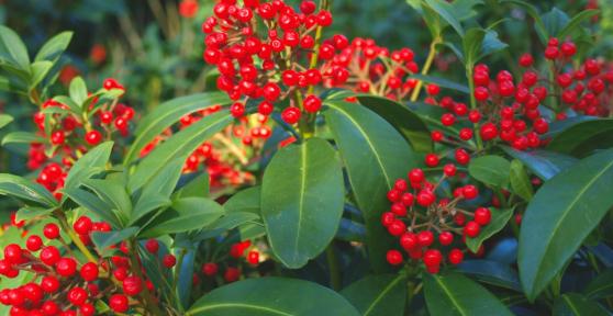 Ni geranios ni flores de temporada: la planta perenne que llena de bayas rojas el balcón en otoño y decora en Navidad