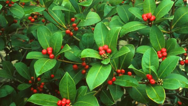 Ni geranios ni flores de temporada: la planta perenne que llena de bayas rojas el balcón en otoño y decora en Navidad - Por qué la skimmia japonesa da bayas rojas en otoño y qué necesitas para conseguirlas