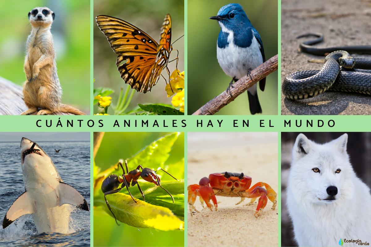 Cuántos animales hay en el mundo
