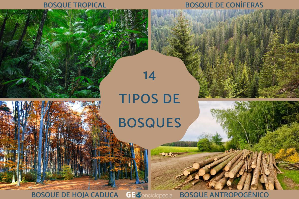 Tipos de bosques
