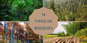Tipos de bosques