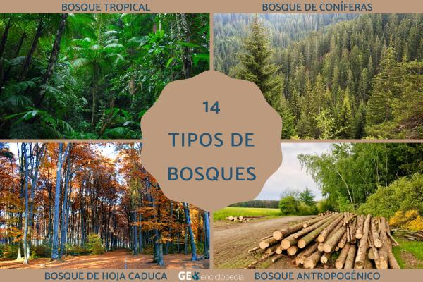Tipos de bosques