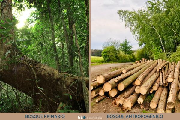 Tipos de bosques - Tipos de bosques según el grado de intervención