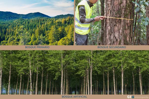 Tipos de bosques - Tipos de bosques según el impacto de los humanos