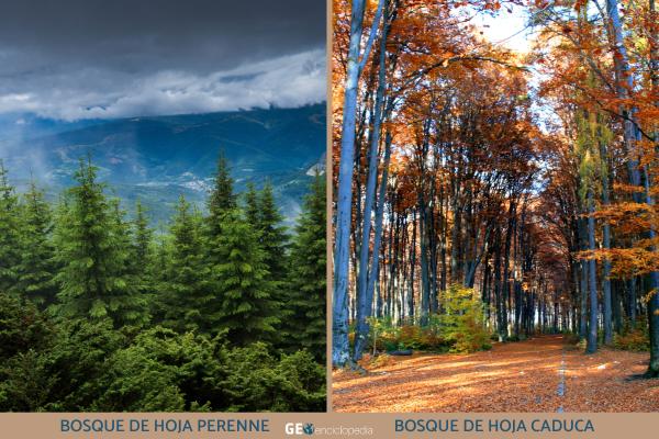 Tipos de bosques - Tipos de bosques según las hojas de los árboles