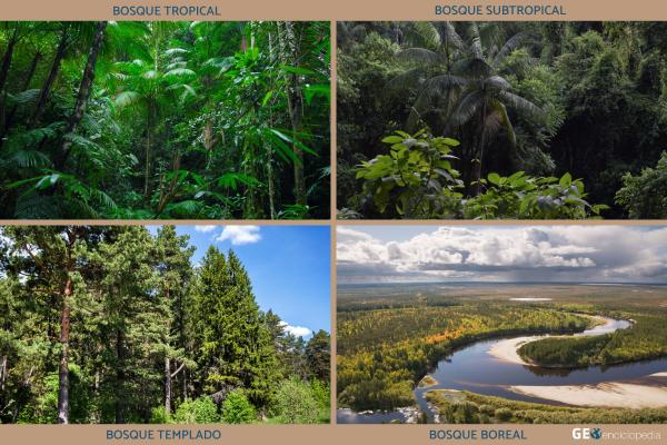Tipos de bosques - Tipos de bosques según su clima y latitud