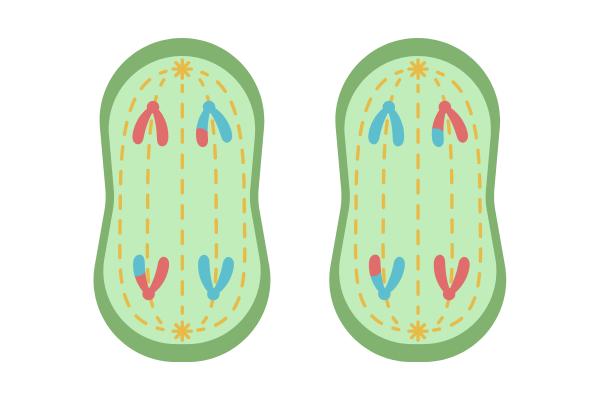 Meiosis: qué es y fases - Anafase II