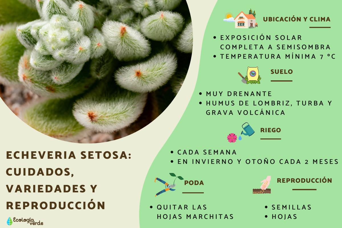 Echeveria setosa: cuidados, variedades y reproducción