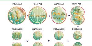 Meiosis: qué es y fases