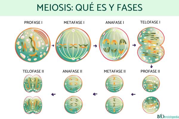 Meiosis: qué es y fases
