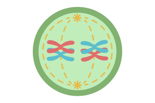 Meiosis: qué es y fases - Metafase I