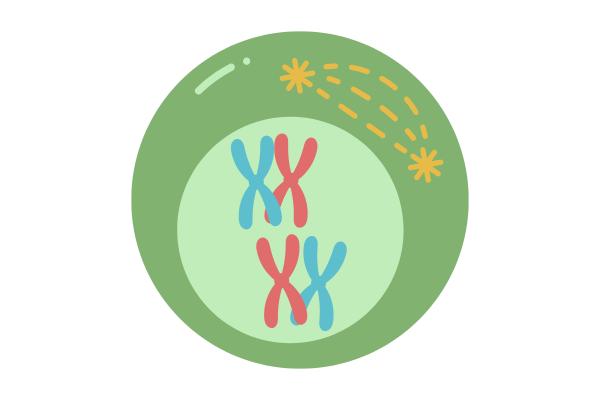 Meiosis: qué es y fases - Profase I