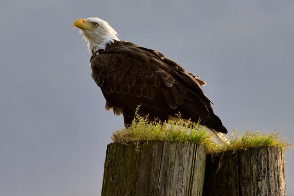 Animales solitarios: qué son y ejemplos - Águila calva (Haliaeetus leucocephalus)