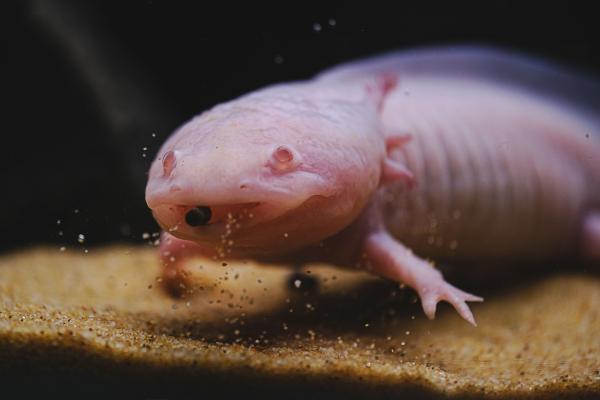 Animales solitarios: qué son y ejemplos - Ajolote (Ambystoma mexicanum)