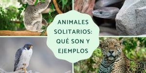 Animales solitarios: qué son y ejemplos