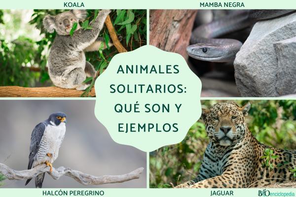 Animales solitarios: qué son y ejemplos