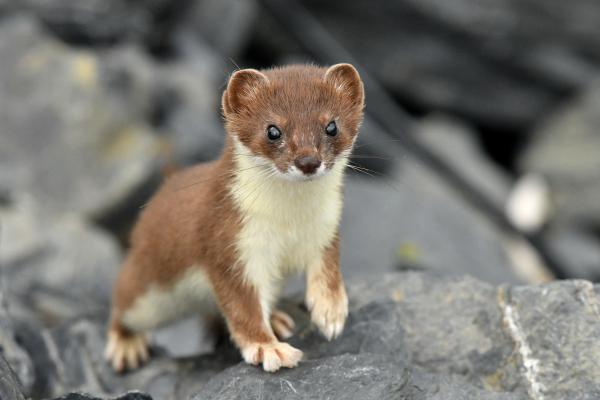 Animales solitarios: qué son y ejemplos - Armiño (Mustela erminea)