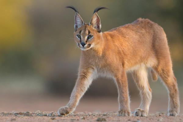 Animales solitarios: qué son y ejemplos - Caracal (Caracal caracal)