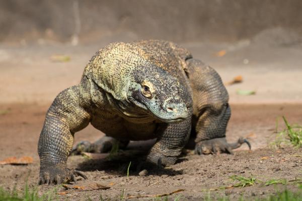 Animales solitarios: qué son y ejemplos - Dragón de Komodo (Varanus komodoensis)	