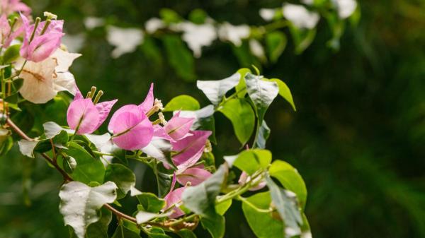 Si tu buganvilla no florece, estos son los errores más comunes que lo explican y cómo estimular su floración - El error más común: regar demasiado tu buganvilla