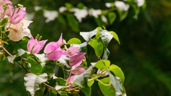 Si tu buganvilla no florece, estos son los errores más comunes que lo explican y cómo estimular su floración - El frío puede detener la floración (y es normal)